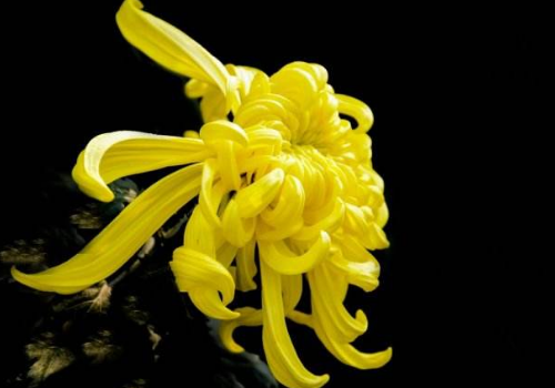 菊花可以洗脸吗 菊花洗脸有什么好处