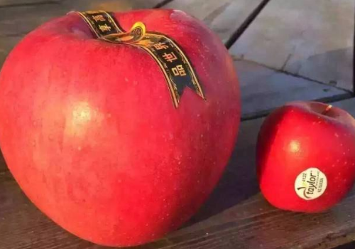 世界一号苹果多少钱一个 ​世界一号苹果和普通苹果的区别