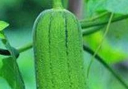 丝瓜水面膜怎么做 敷完要洗吗