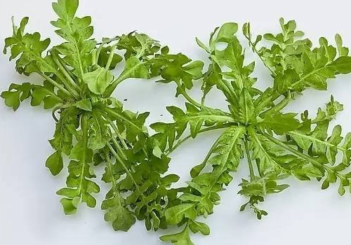 孕妇能不能吃荠菜 孕妇吃荠菜有什么影响