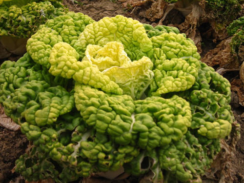 黄心乌是什么菜黄心乌什么时候种植