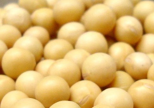 黄豆泡醋的黄豆要煮熟吗 ​黄豆泡醋什么人不能吃