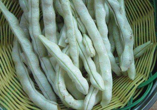 白不老豆角是什么豆角 腌酸豆角放多少盐合适