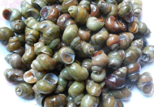 田螺有什么寄生虫67田螺煮多久才能杀死寄生虫