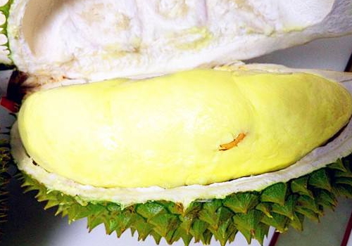 托曼尼榴莲怎么看生熟​ 托曼尼榴莲是猫山王榴莲吗