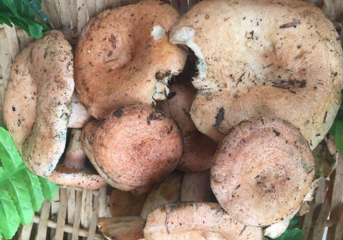 菌子不能和茄子同食吗 ​菌类和茄子一起吃会中毒吗