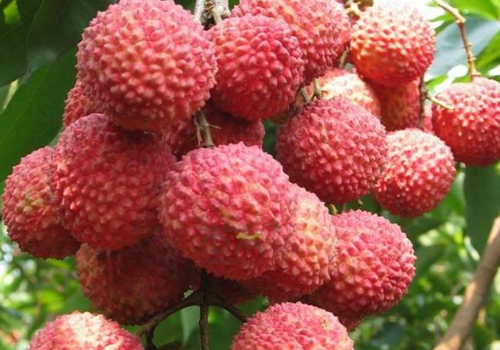 桂味荔枝好吃吗​ 桂味荔枝为什么叫桂味