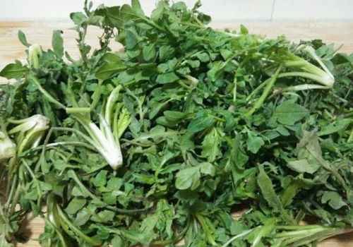 荠菜包饺子需要焯水吗 ​荠菜包饺子焯水的好处