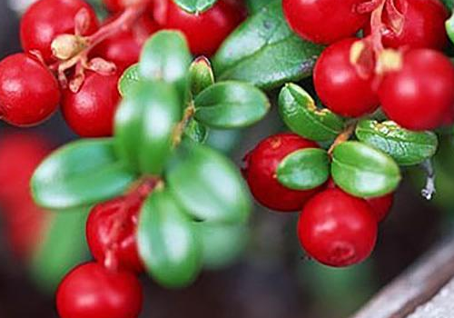 新鲜蔓越莓怎么吃 新鲜蔓越莓多少钱一斤