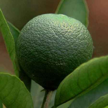 青橘子可以泡水喝吗 可以泡蜂糖吗