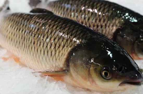 草鱼的热量是多少 草鱼吃了会胖吗
