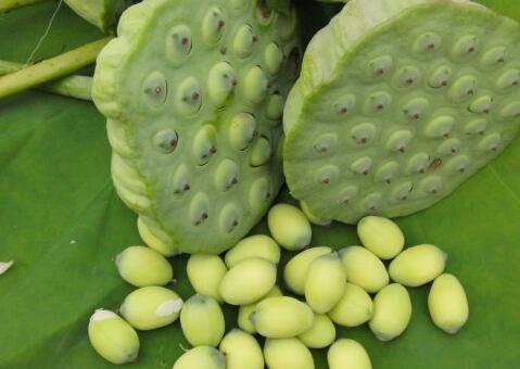 莲蓬有多少莲子67怎么种出粒大饱满的莲蓬