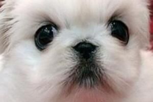 养狗证犬牌怎么办理
