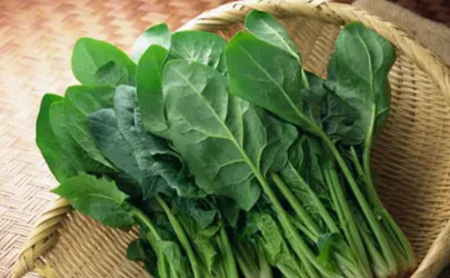 菠菜的生长季节是什么时候