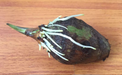 芋头发芽有毒吗 芋头发芽可以种芋头吗