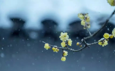 大雪过后几天进九2021