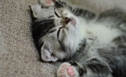 刚出生的猫有跳蚤吗