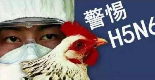 广东东莞H5N6禽流感疫情最新消息 H5N6禽流感会人传人吗