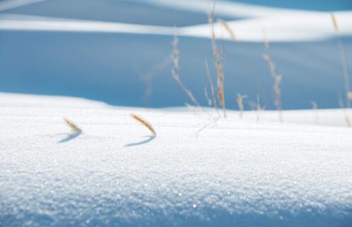 雪台风正在形成今年寒潮大幅超标 此次寒潮天气有哪些特点