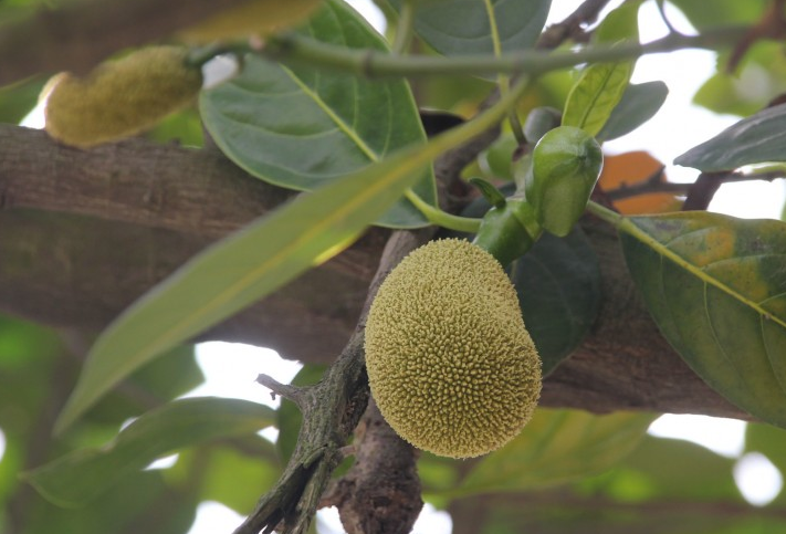 菠萝蜜籽可以吃吗 菠萝蜜籽怎么吃