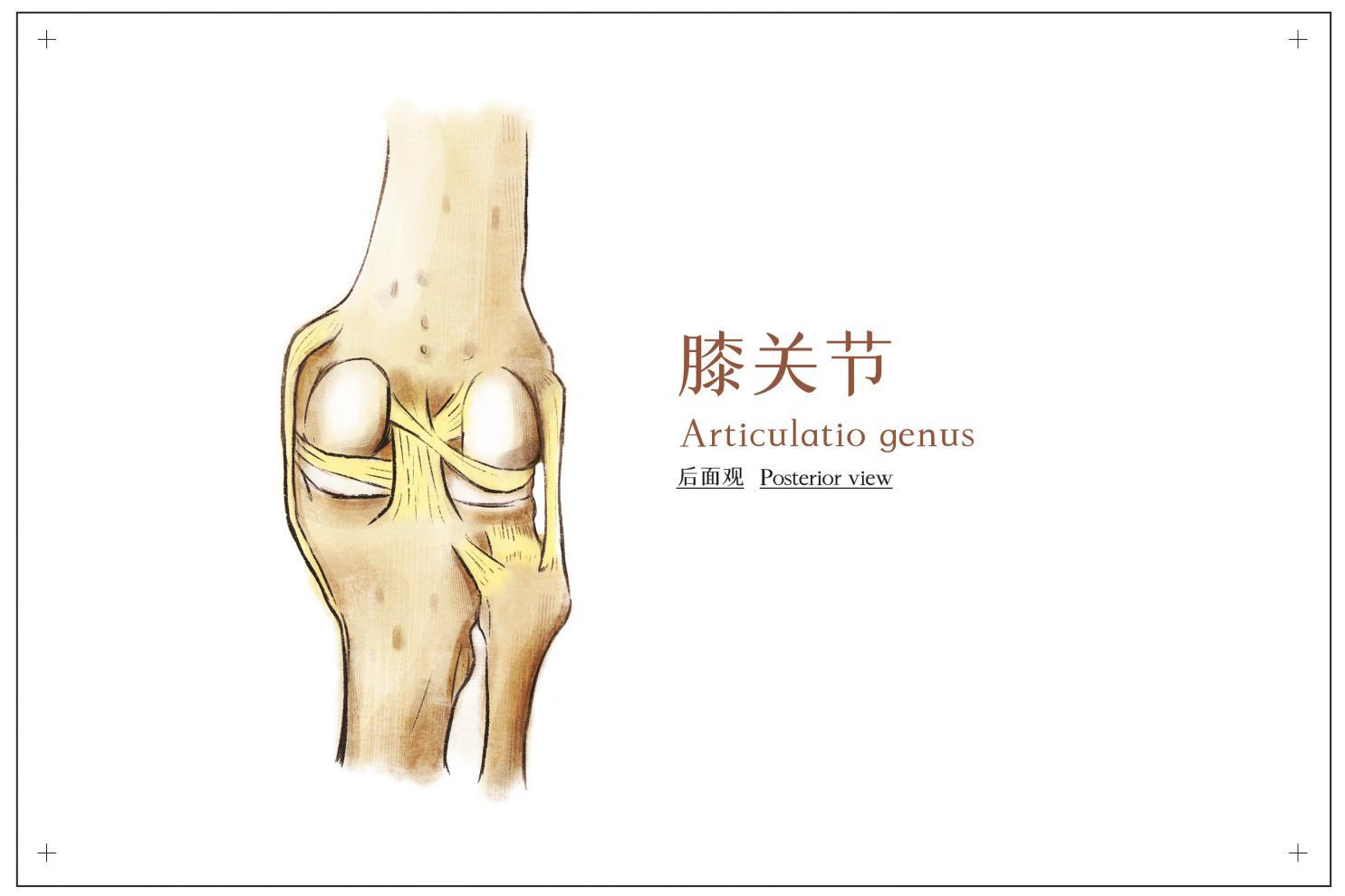 拿什么拯救脆弱的膝关节，除了锻炼，补氨糖也很重要！
