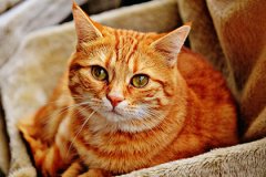 猫不请自来意味着什么 猫不请自来兆头