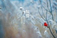 2022年3月5日惊蛰适合领证吗 领结婚证有什么忌讳