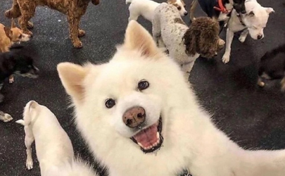 狗抓伤一般不会感染狂犬病吗 狗抓伤没出血但有点划痕要打针吗