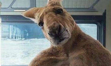 《独行月球》金刚袋鼠活下来了吗 金刚鼠回地球了吗